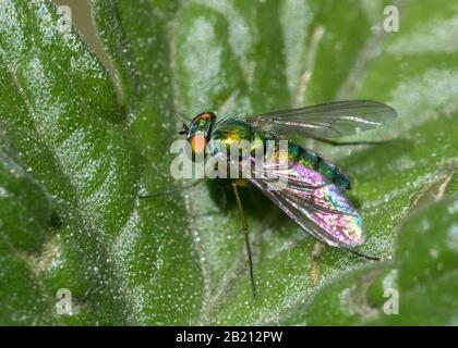 Extreme close up of Long legged fly on tomato leave Stock Photo