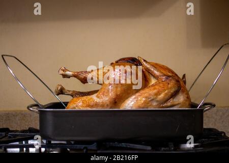 A beautiful roasted turkey is fresh out of the oven, ready to be carved for dinner on thanksgiving day Stock Photo