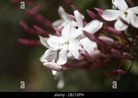 jasmine flowers closeup Stock Photo