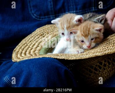 Tiny pair of kittens cuddle inside a straw hat on the lap of an old farmer Stock Photo