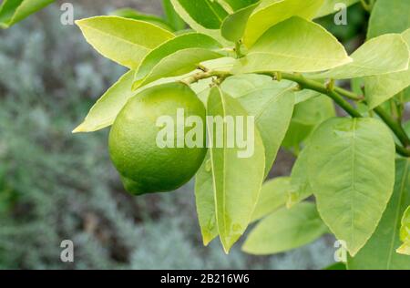 A beautiful lime fruit grows on a bright green plant outdoors Stock Photo
