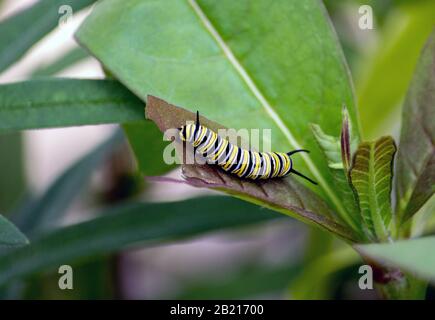 A colorful caterpillar eats a green leaf so it can store energy and turn into a beautiful monarch butterfly Stock Photo