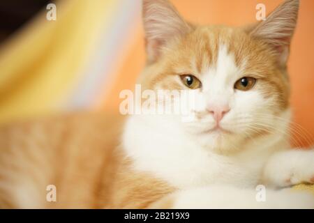 Beautiful ginger white young cat with amber eyes. Close-up of the face. Portrait of a pet indoor. Stock Photo