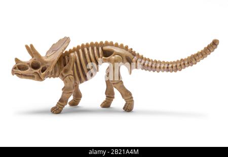 Dino Skeleton Side View Isolated on White Background. Stock Photo