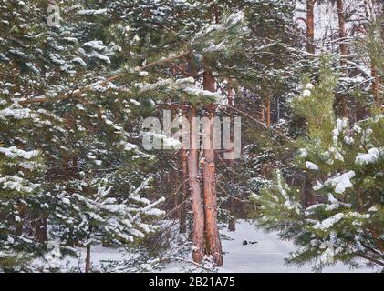 In the interval between the snow-covered branches, bright trunks of pine trees are visible Stock Photo