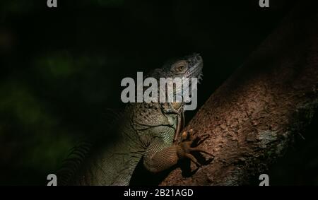 Green iguana on a branch, Costa Rica Stock Photo