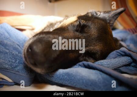 german shepherd dog sleep. Sleeping dogs face close up Stock Photo
