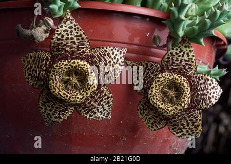Closeup of flower of Orbea Variegata hanging from the plant in flower pot. Leafless succulent plant. The flowers may have a faint carrion smell to att Stock Photo