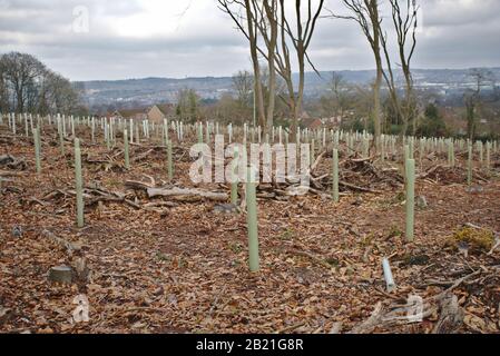 Protective tree guards around newly planted saplings. UK Stock Photo