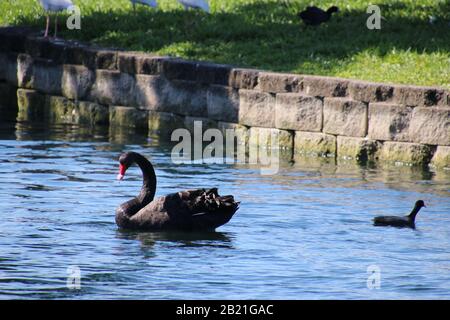 Swan swimming on peaceful blue reflecting water. Stock Photo