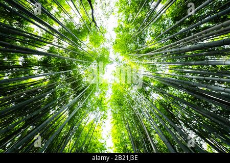 Kyoto, Japan canopy wide angle view looking up of Arashiyama bamboo forest park pattern of many plants on spring day with green foliage color Stock Photo
