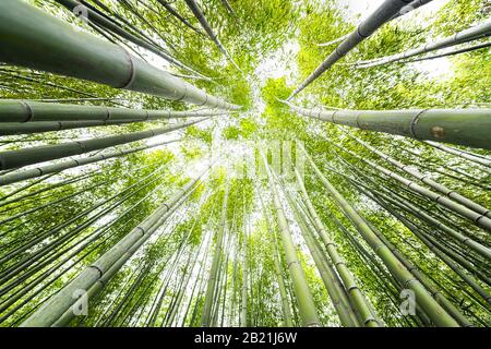 Kyoto, Japan canopy closeup wide angle view looking up of Arashiyama bamboo forest park pattern of many plants on spring day with green foliage color Stock Photo