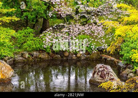 Kyoto, Japan cherry blossom tree flowers and petals floating in small lake pond water with reflection at Otani Hombyo temple garden Stock Photo