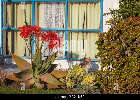 California home vignette with landscape and a orange tabby cat sitting in the sun. Taken from a public space in February 2020. Stock Photo