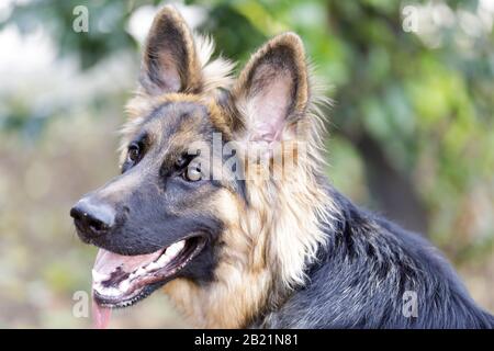 9 Months Old German Shepherd Puppy Female Stock Photo