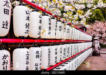 Kyoto, Japan - April 10, 2019: Hirano jinja Shrine garden park with many paper lights in row with cherry blossom flowers Stock Photo