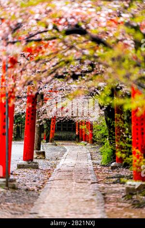 Kyoto, Japan - April 10, 2019: Cherry blossom sakura flowers on trees in spring in garden park and red Takenaka Inari Jinja Shrine torii gates Stock Photo