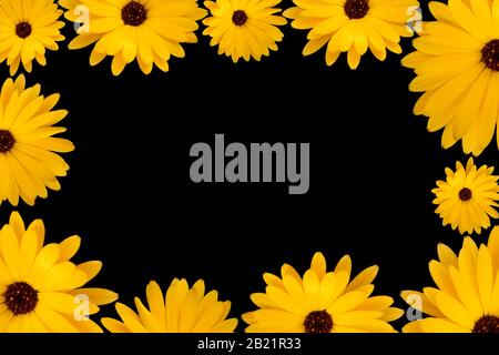 Frame made with yellow daisies on black background Stock Photo