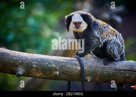 white-headed marmoset (Callithrix geoffroyi) Stock Photo