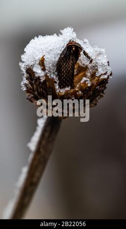 Tree branches covered in snow and sleet during a winter storm Stock Photo