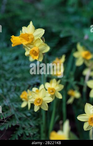 Narcissus 'Tête-à-tête'. Stock Photo