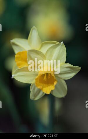 Narcissus 'Tête-à-tête'. Stock Photo