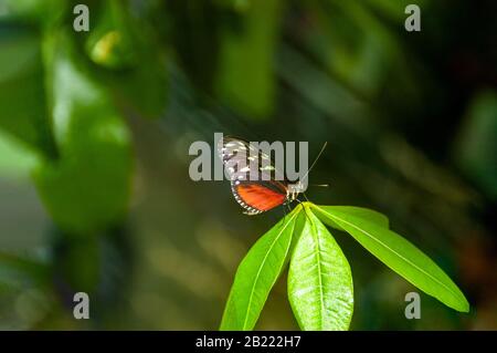 orange and black Painted Lady butterfly on green plant leaves Stock Photo