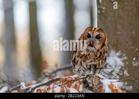 Little Owl (Strix aluco) sitting on a tree branch in a forest and looking around. Portrait, eye contact. There is snow on the branch. Stock Photo