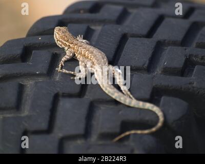 An Arizona Fence Lizard sunning itself on the dark rubber tread of an old tire. These lizards are often seen sunning themselves on any surface that pr Stock Photo