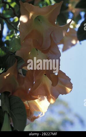 ANGEL'S TRUMPET (BRUGMANSIA, DATURA AUREA) SOLANACEAE Stock Photo