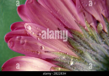 CLOSE-UP OF RAINDROPS ON THE PETALS OF A PINK DAISY. Stock Photo