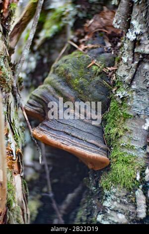 A Black Bristle Bracket mushroom (Phellinus nigricans) growing on the trunk of a dead paper birch tree (Betula papyrifera), Stock Photo