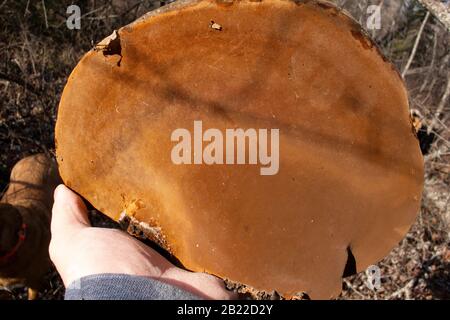 Holding a Black Bristle Bracket mushroom, Phellinus nigricans, to show the underside and pores. Stock Photo