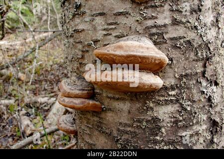 Young Black Bristle Bracket mushrooms (Phellinus nigricans) growing on the trunk of a dead red birch tree (Betula occidentalis), Stock Photo