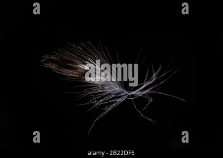Smooth feather texture close up on a solid black background Stock Photo