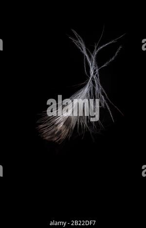 Smooth feather texture close up on a solid black background Stock Photo