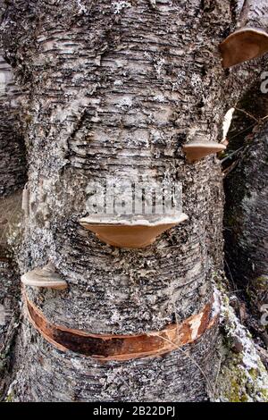 Black Bristle Bracket mushrooms (Phellinus nigricans) growing on the trunk of a dead red birch tree (Betula occidentalis),