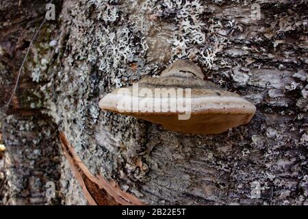A Black Bristle Bracket mushroom (Phellinus nigricans) growing on the trunk of a dead red birch tree (Betula occidentalis), Stock Photo
