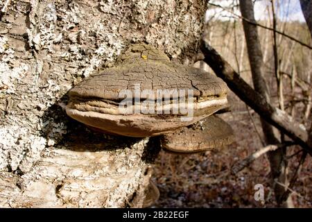 Black Bristle Bracket mushrooms (Phellinus nigricans) growing on the trunk of a dead red birch tree (Betula occidentalis),