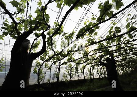 Tangshan, China's Hebei Province. 28th Feb, 2020. Villagers works at a greenhouse taking care of grapes in Yangjiatao Town of Yutian County, in Tangshan, north China's Hebei Province, Feb. 28, 2020. Farmers have been busy carrying out agricultural production recently as the weather warms up. Credit: Li Yang/Xinhua/Alamy Live News Stock Photo