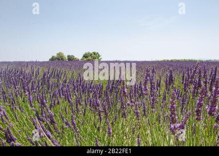 Lavender field under blue sky in Valensole. Stock Photo