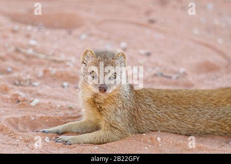 Yellow mongoose (Cynictis penicillata), adult, lying on the sand, alert, Kgalagadi Transfrontier Park, Northern Cape, South Africa, Africa Stock Photo