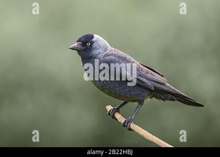 Eurasian Jackdaw - Corvus monedula, beautiful perching bird from Euroasian forests and woodlands, Hortobagy, Hungary. Stock Photo