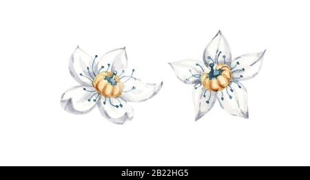 White Water lily flowers isolated handpainted watercolor set. Hand drawn lotus for greeting card design, Stock Photo