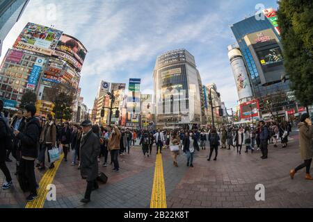 TOKYO, JAPAN - FEB 2019 : Undefined Japanese and Foreign tourists are Walking across the crosswalk in evening at Shibuya district area on Febuary 14, Stock Photo