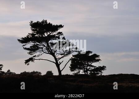 In der wunderschönen Dünenheide im Nationalpark Hiddensee zwischen Vitte und neuendorf kann man wunderbar entspannen. Stock Photo