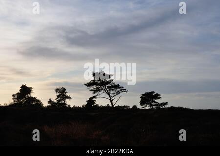 In der wunderschönen Dünenheide im Nationalpark Hiddensee zwischen Vitte und neuendorf kann man wunderbar entspannen. Stock Photo