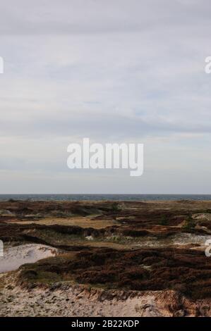 In der wunderschönen Dünenheide im Nationalpark Hiddensee zwischen Vitte und neuendorf kann man wunderbar entspannen. Stock Photo