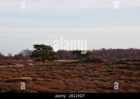 In der wunderschönen Dünenheide im Nationalpark Hiddensee zwischen Vitte und neuendorf kann man wunderbar entspannen. Stock Photo