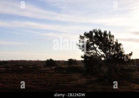 In der wunderschönen Dünenheide im Nationalpark Hiddensee zwischen Vitte und neuendorf kann man wunderbar entspannen. Stock Photo